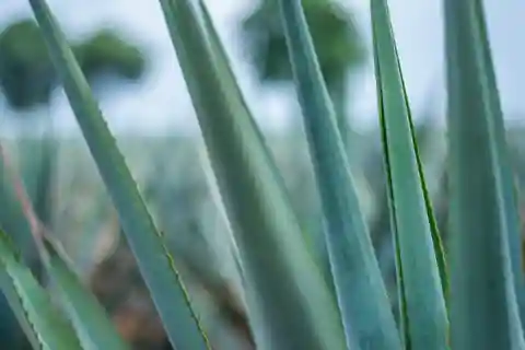 Mexico : Dégustation de mezcal et visite du marché avec déjeuner