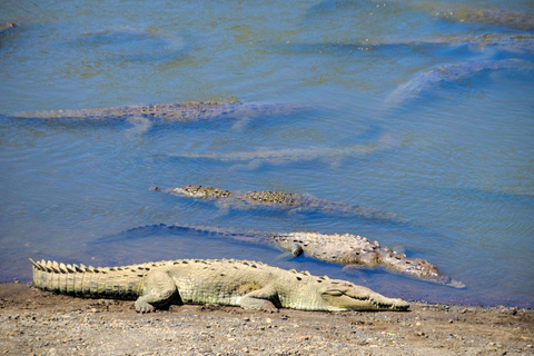 Carara National Park: Beste Tour Carara National Park - Ein Tag