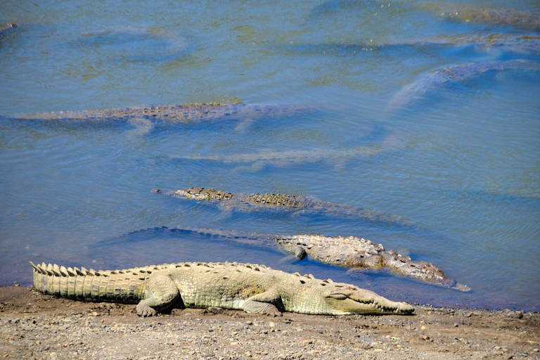 Carara National Park: Beste Tour Carara National Park - Ein Tag