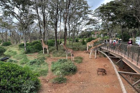 Tagestour zum Giraffenzentrum, Elefantenbaby und Nationalpark