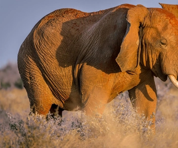 Mombasa: Tsavo East Ngutuni Sanctuary Overnight Safari