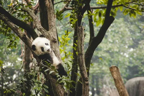 Excursión de 2 días por el Patrimonio de Chengdu y el Monte Qingcheng