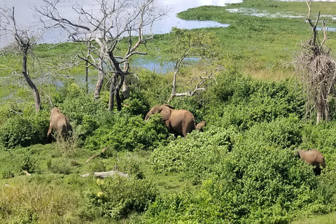 Från Kampala: 3-dagars safari i Murchison Falls med Rhino Trek