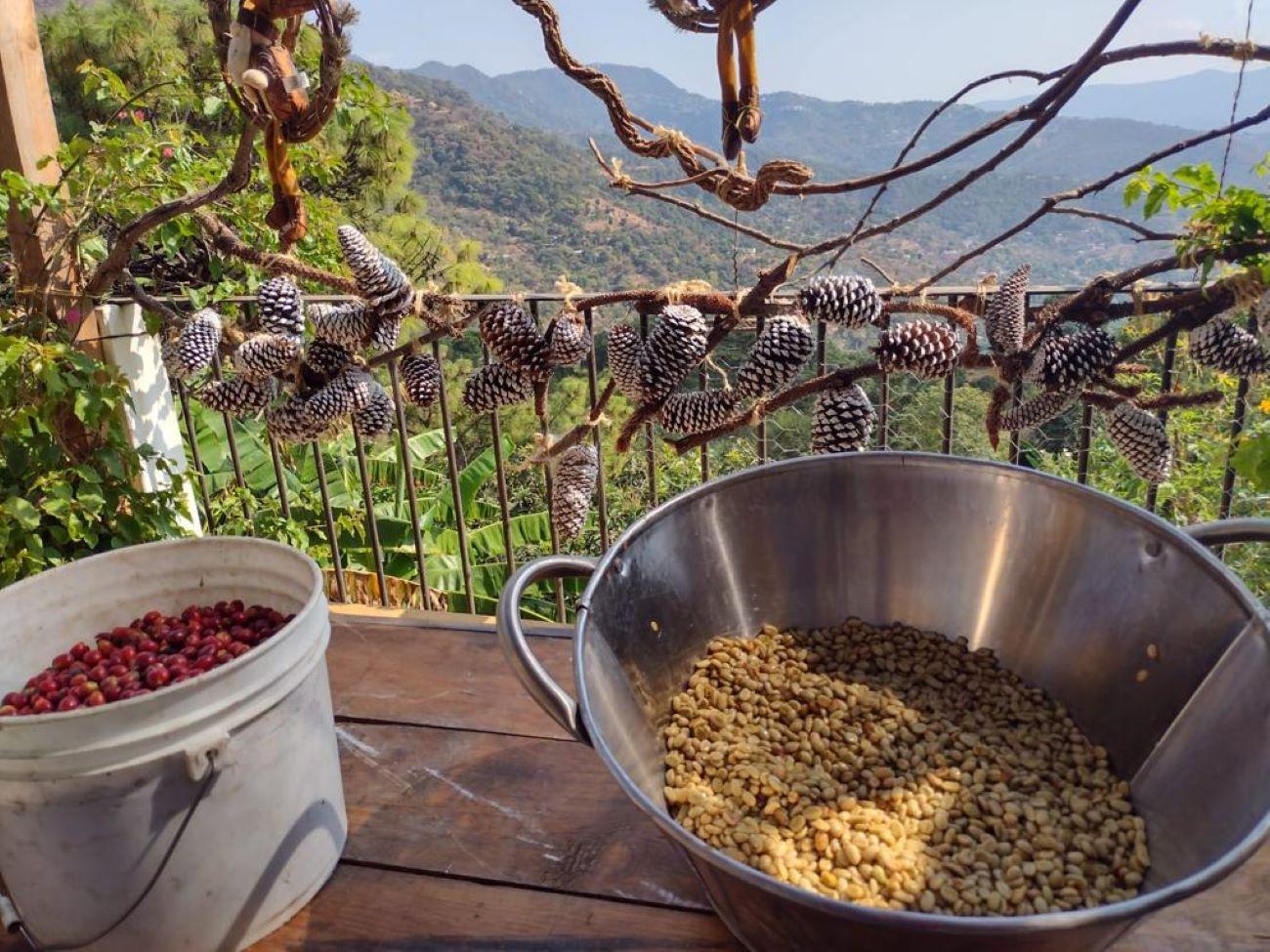 Taxco: Erlebnis Bio-Kaffeegarten