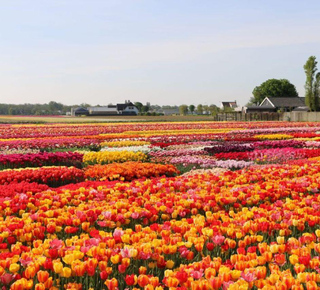 Giardini Keukenhof: Escursioni, tour e gite da Rotterdam