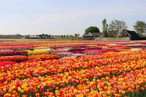 Rotterdam: Tour privado Tulipanes, Keukenhof, Molino y Queso