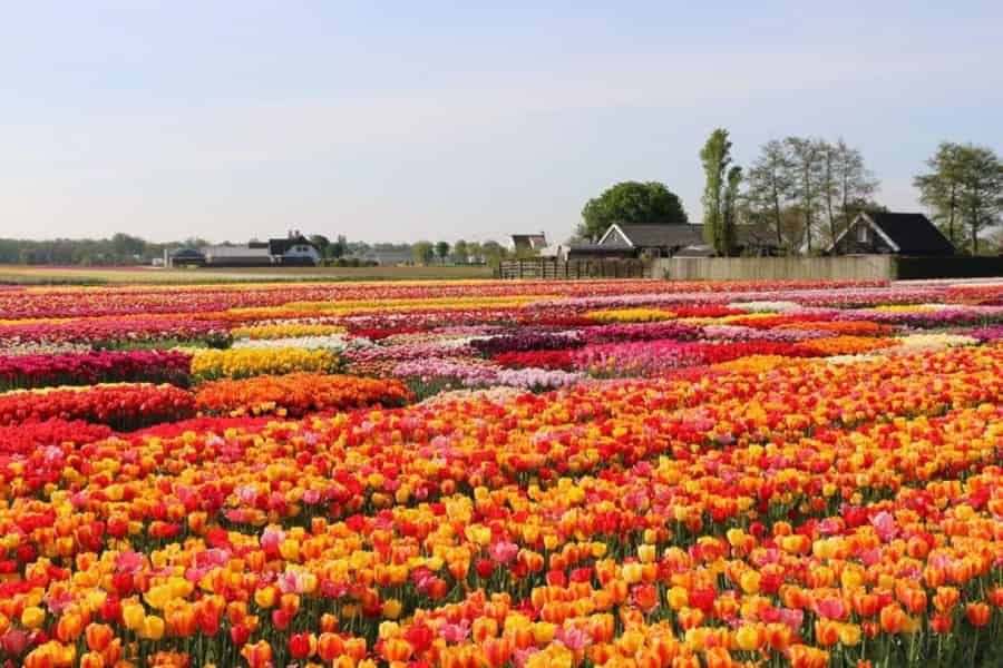 Von Den Haag aus: Private Tour zum Keukenhof & Tulpenerlebnis. Foto: GetYourGuide Von Den Haag aus: Private Tour zum Keukenhof & Tulpenerlebnis. Foto: GetYourGuide