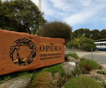 Dunedin : Visite de la faune et des pingouins