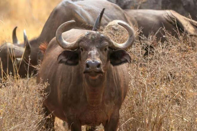 2 days 1 night saltlick safari from Diani/Mombasa.
