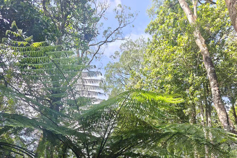 Mount Rinjani One Days trek via Senaru Crater rim