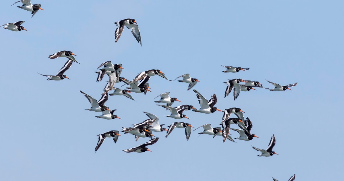 Birdwatching Boat Tour in the Tagus Estuary | GetYourGuide