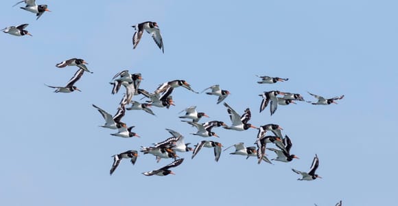 Birdwatching Boat Tour in the Tagus Estuary