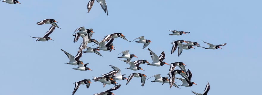 Tour en bateau pour l'observation des oiseaux dans l'estuaire du Tage