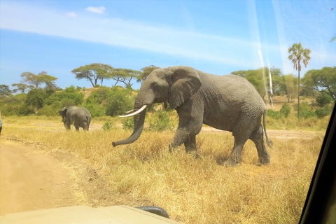 3 Tage Ngorongoro Krater, Empakai und Tarangire Safari