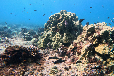 Honolulu: Deluxe Waikiki Snorkel en Wildlife Cruise