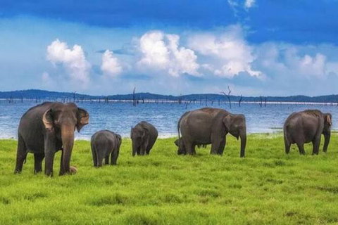 Sigiriya: Kaudulla National Park Safari & Village Tour Pickup from Dambulla and Kandalama