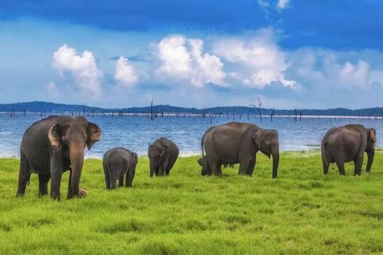 Sigiriya: Kaudulla National Park Safari & Village Tour Pickup from Dambulla and Kandalama