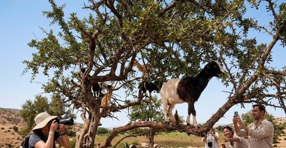 Agadir & Taghazout: Crocoparc & Tree-Climbing Goats