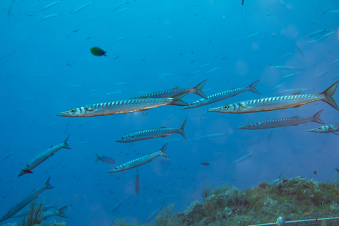 Napoli: Discover Scuba Diving in the Park of Baia Napoli: Double Discover Scuba Diving in the Park of Baia