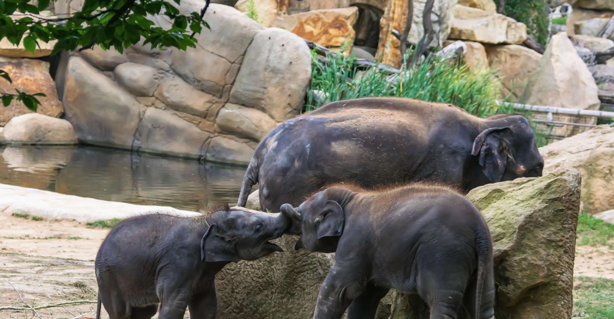 Prague Zoo Skip-the-line Tickets and Private Transfers