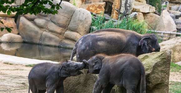 Prague Zoo Skip-the-line Tickets and Private Transfers