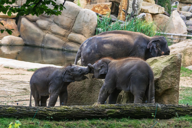 Biglietti salta fila e trasferimenti privati per lo Zoo di Praga