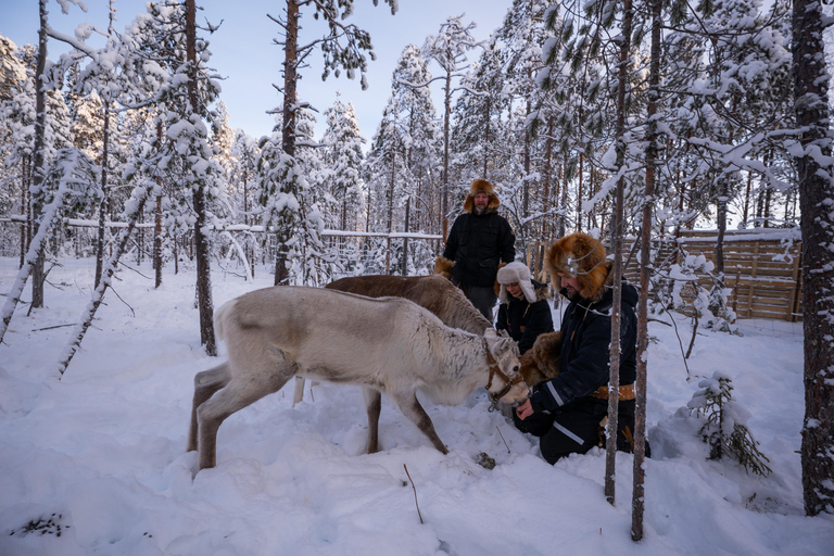 Ranua: Lupland Activity Park Entry with Reindeer Experience