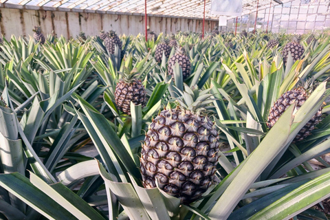 Traditions & Flavors of São Miguel Tour