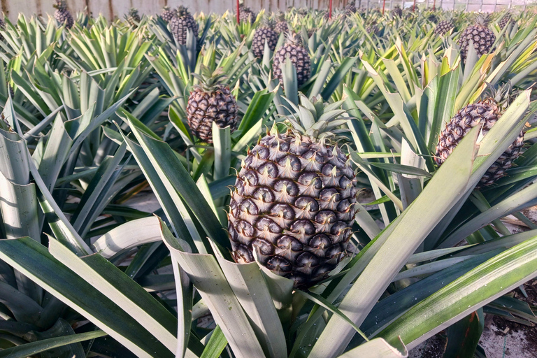 Traditions & Flavors of São Miguel Tour