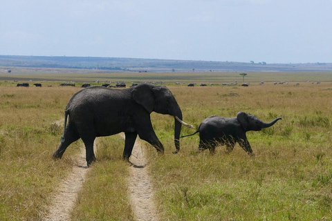 Nairobi: Masai Mara National Reserve Full-Day Safari