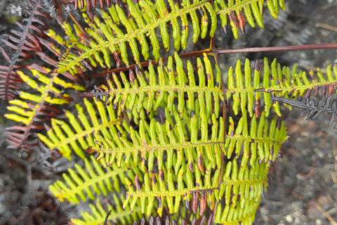 ISABELA ISLAND WONDERS: SULPHUR MINE + AGRO TOUR EXPERIENCE