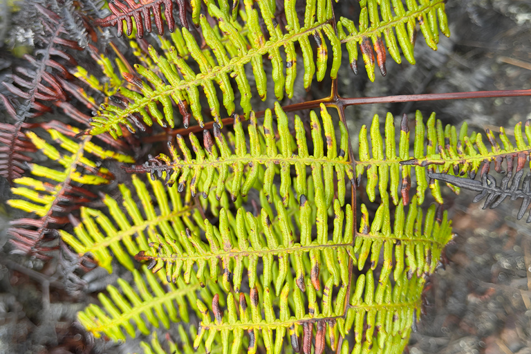 ISABELA ISLAND WONDERS: SULPHUR MINE + AGRO TOUR EXPERIENCE