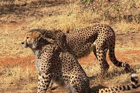 Från Johannesburg: Cheetah-tur