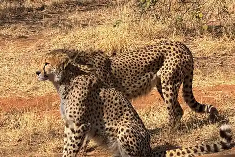ヨハネスブルグ発：チーターツアー