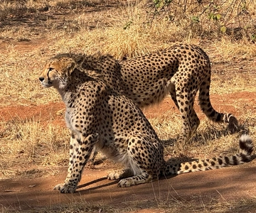 Från Johannesburg: Cheetah-tur