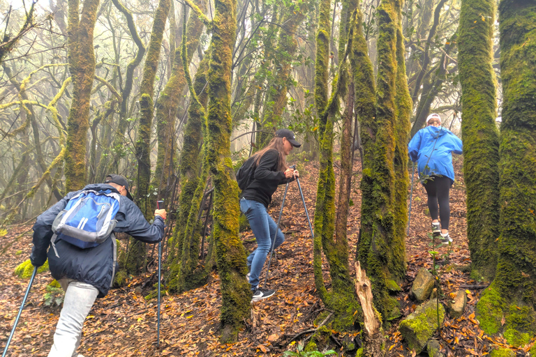 Tenerife: Hike Above Masca in Enchanted Forest with Pick-up
