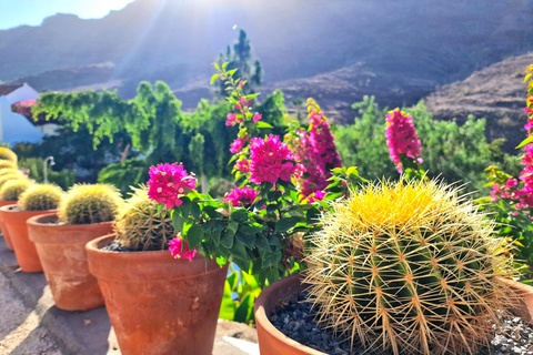 Gran Canaria: degustazione di vino e formaggio locale a Mogan