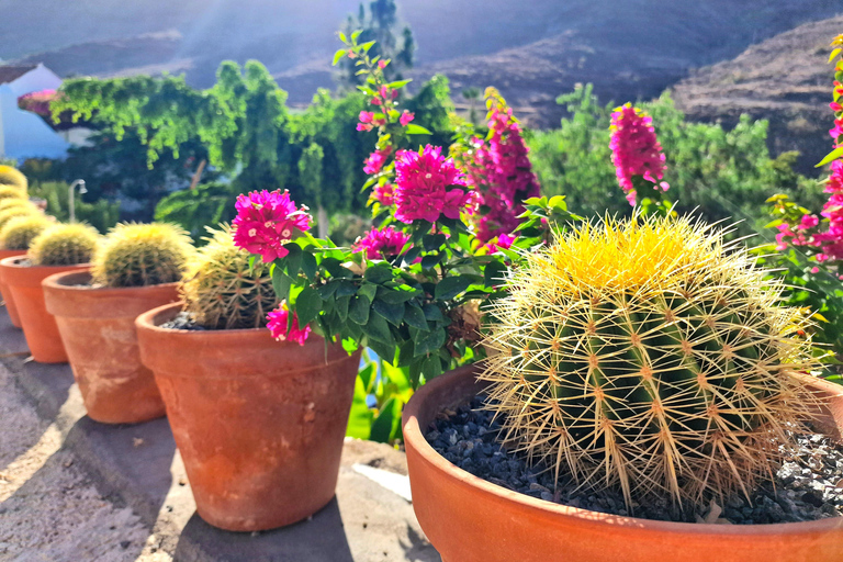 Gran Canaria: degustazione di vino e formaggio locale a Mogan