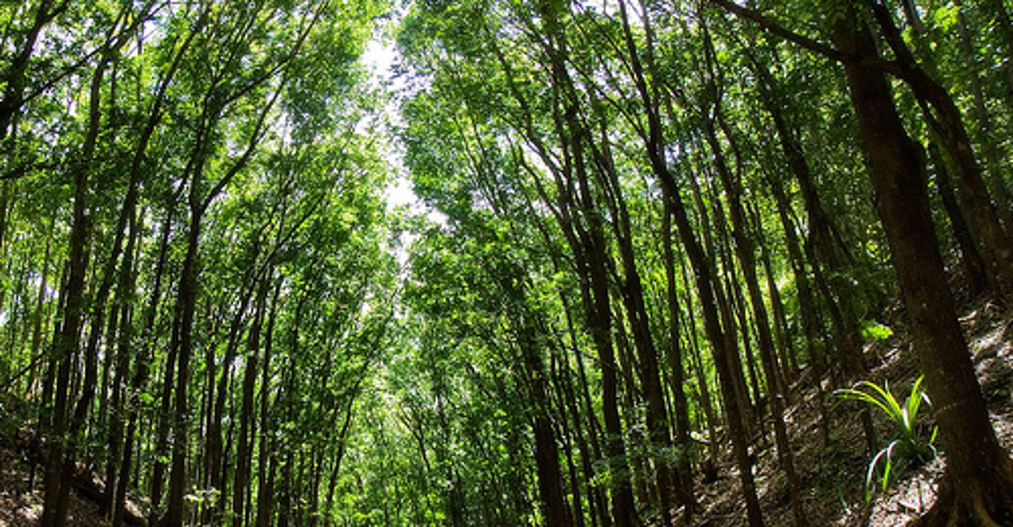 从宿雾，全天bohol郊游 - Housity