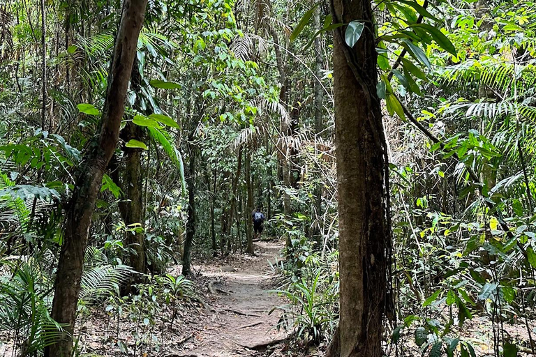 Floresta tropical de Daintree: Cruzeiro pelo rio e caminhada pela floresta tropical