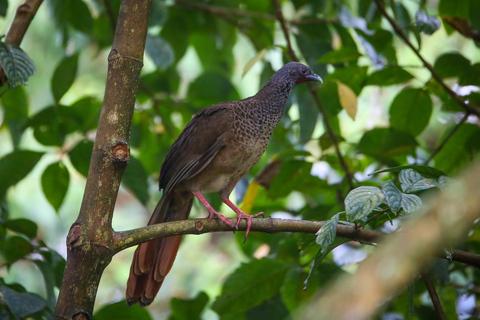 Birding Medellin z ekspertem obserwującym ptaki (prywatnie)