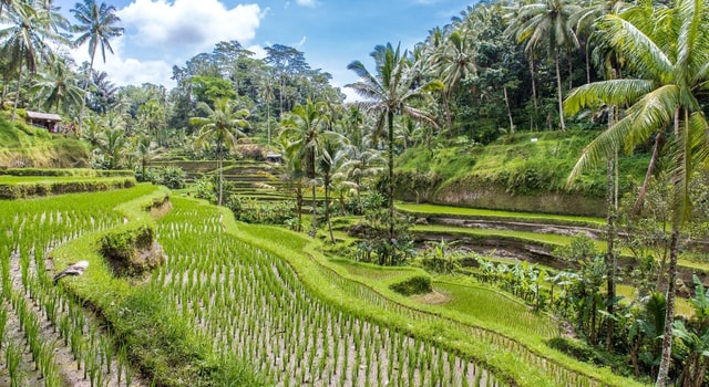Ubud: Monkey Forest, Celuk Art Village, and Rice Terraces