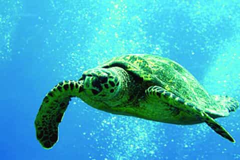 Oahu: 3-Hour Waikiki Snorkel & Sailing Adventure with Lunch