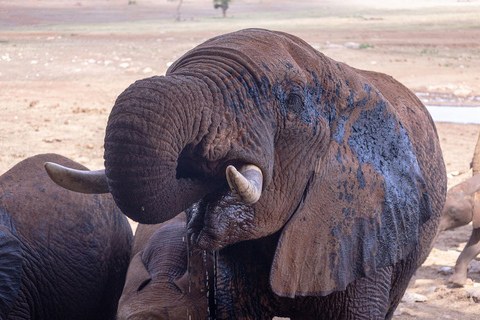 Z Mombasy/Diani: Safari w Saltlick Taita Hills Sanctuary