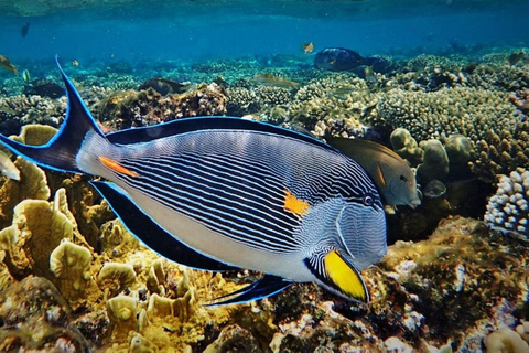 Sharm El Sheikh: Ras Mohamed Snorkeling & Diving Boat Trip Ras Mohamed & White Island – Snorkeling Package