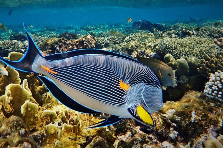Sharm El Sheikh: Ras Mohamed Snorkeling & Diving Boat Trip Ras Mohamed & White Island – Snorkeling Package