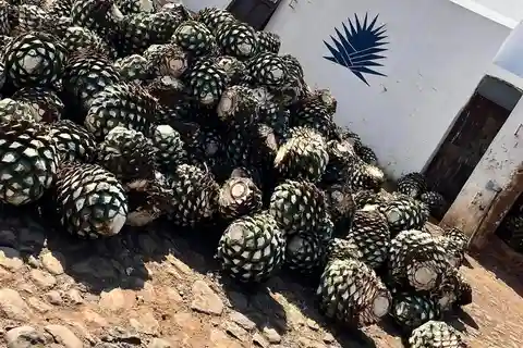 Tour Privado a Tequila Experiencia precio por 4 viajeros.