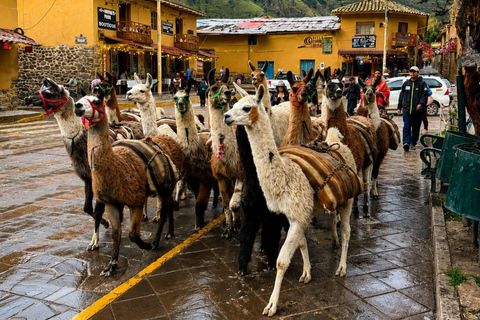 Llama Walk in the Inca Village of Ollantaytambo
