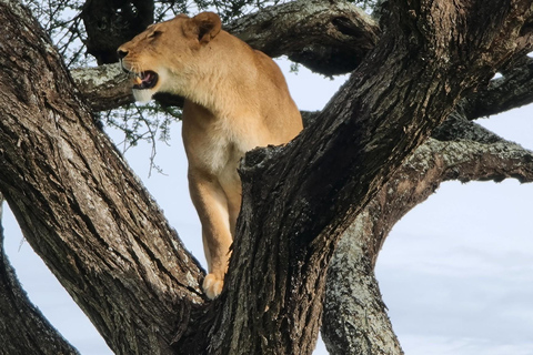 Vanuit Arusha: De 4-daagse safari-expeditie naar Tarangire &amp; Ndutu