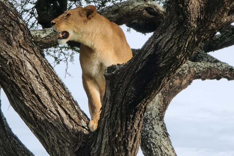 Vanuit Arusha: De 4-daagse safari-expeditie naar Tarangire &amp; Ndutu